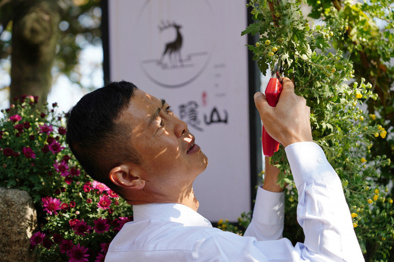 岳麓山高级园艺工程师王平正在进行菊花布展。