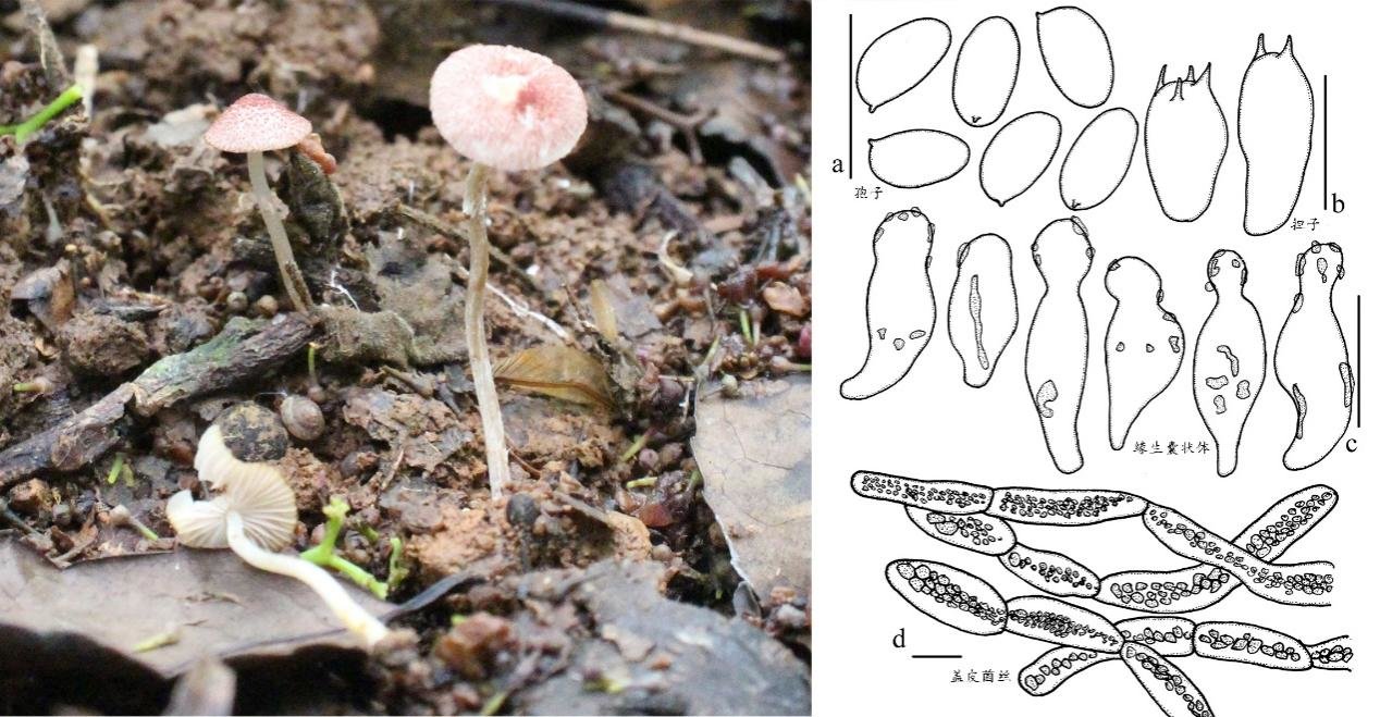 江西农业大学校园发现蘑菇新物种