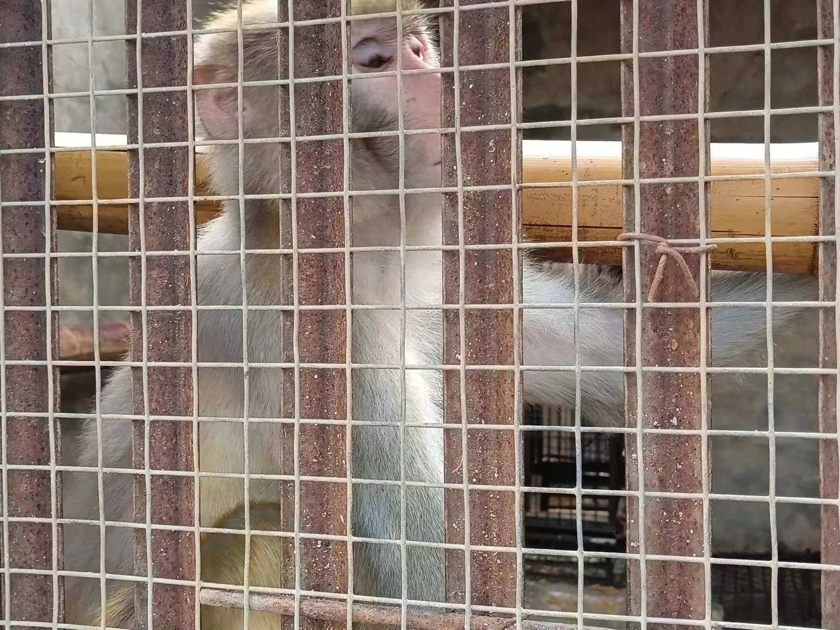 涉案猕猴养殖场养殖的猕猴。