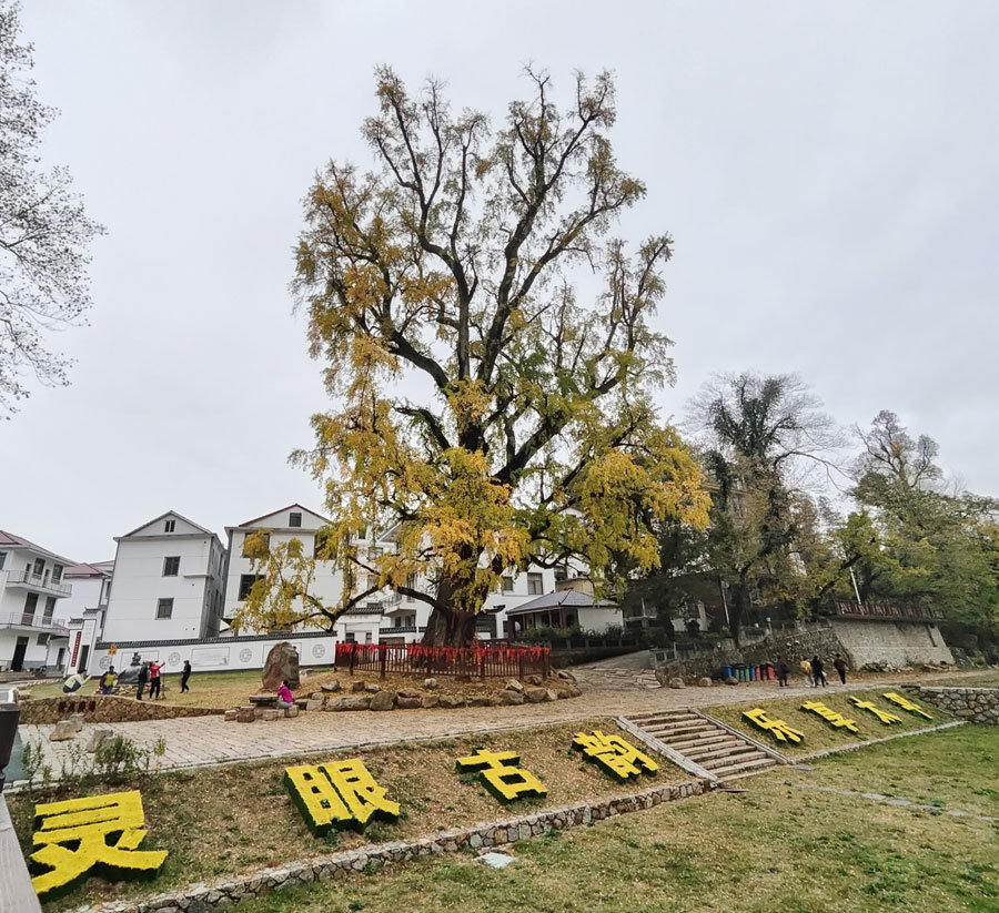 最佳观赏期！南昌千年银杏树披“金装”