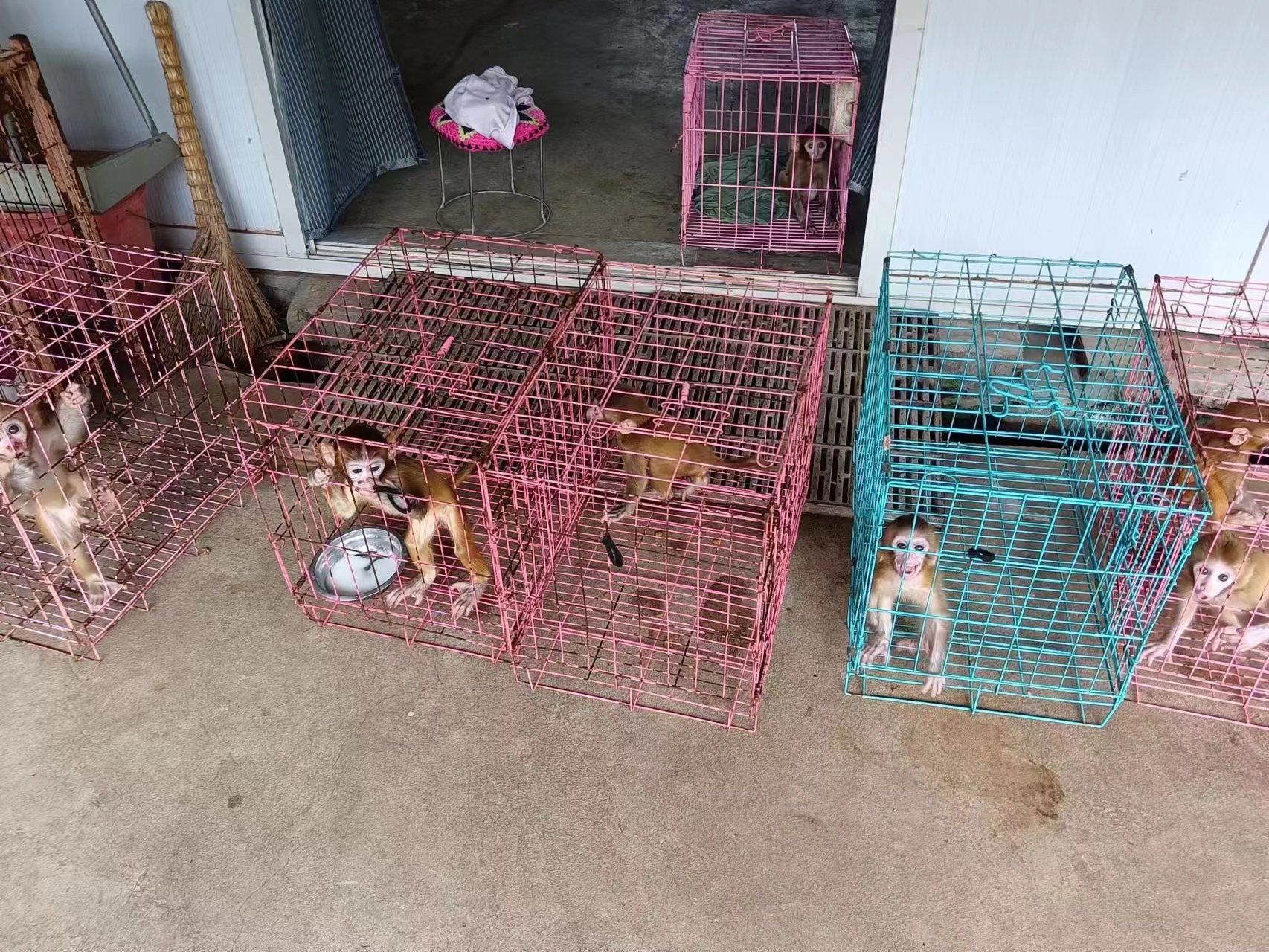 涉案猕猴养殖场养殖的猕猴。