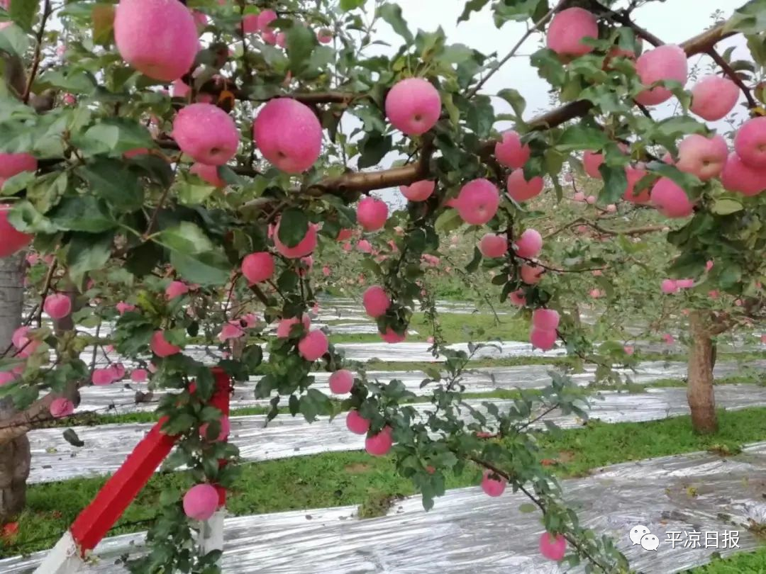 一场顶级足球赛带火一座城 数亿网民点赞平凉泾川