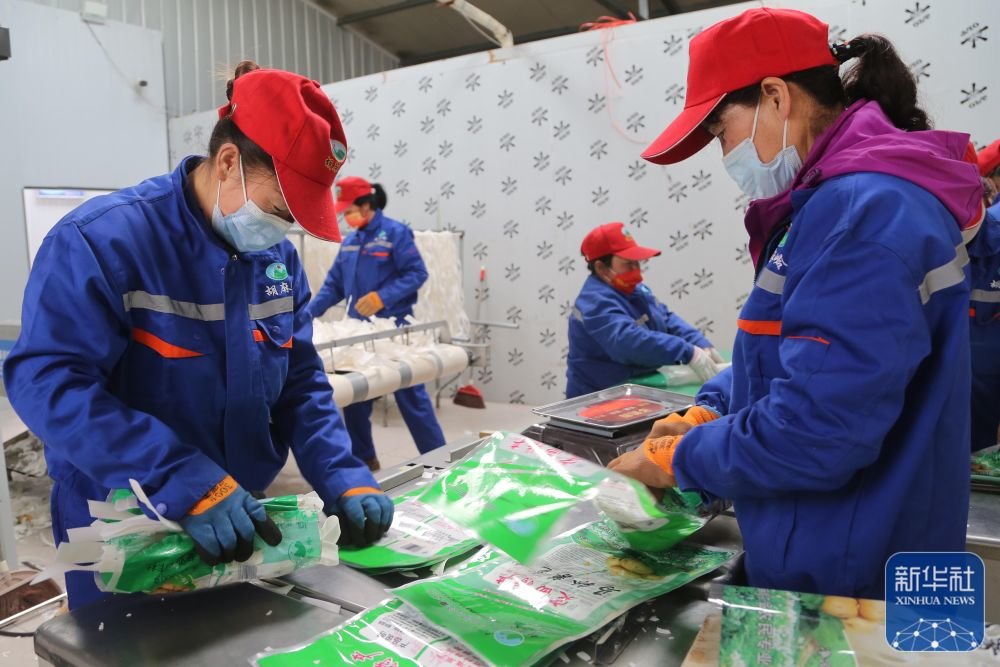 ↑11月24日，甘肃省定西市安定区内官营镇一家粉条加工厂的工人在包装粉条。