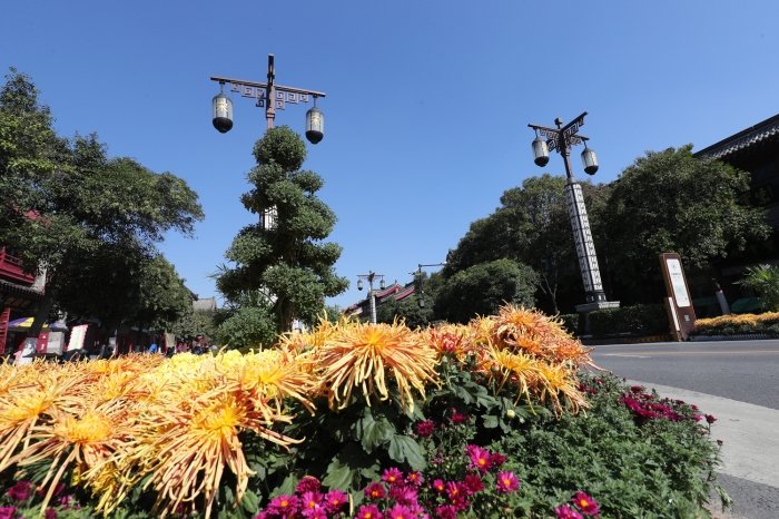 随着中国开封第40届菊花文化节临近，我市公园景点和街头菊花盛开，菊香满城。 全媒体记者 李克君 摄