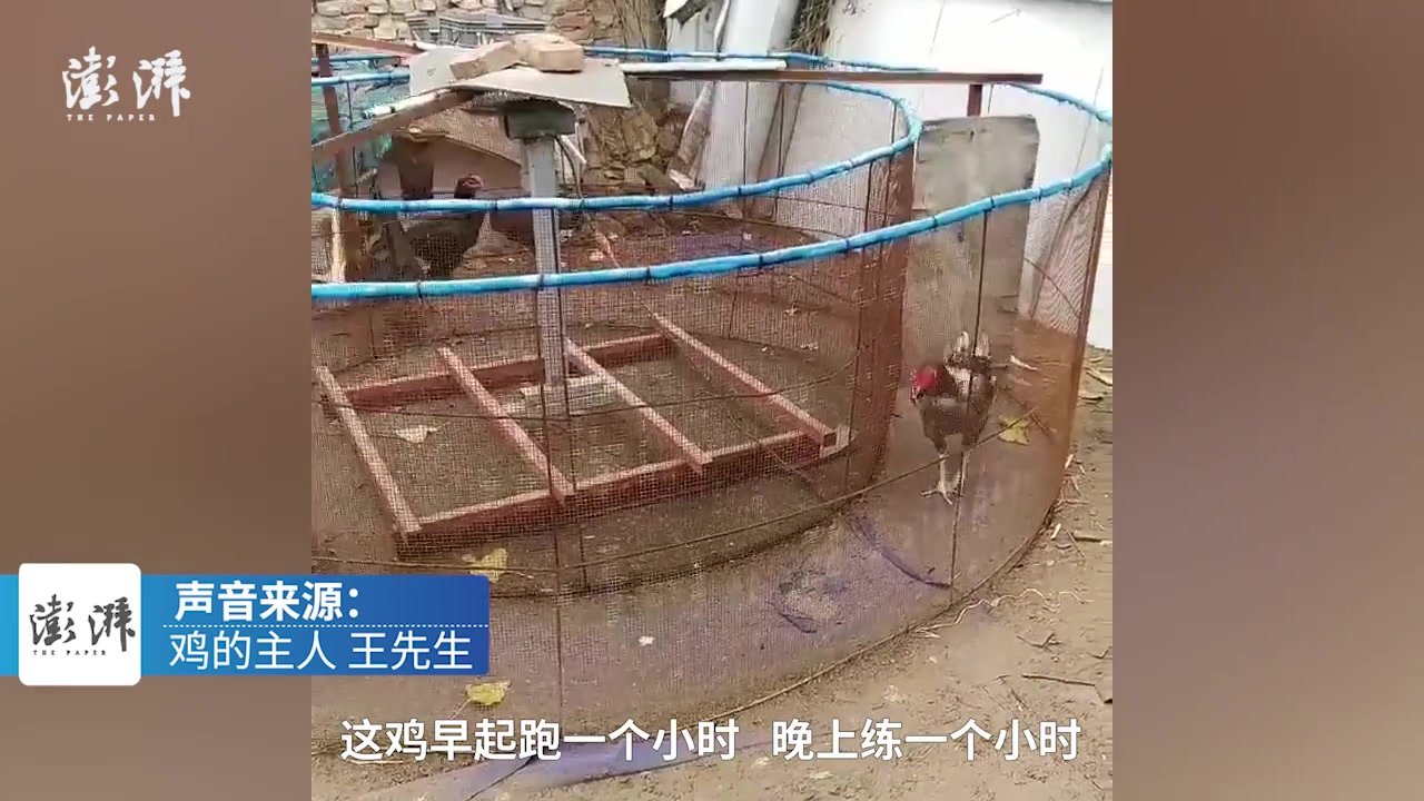 男子用铁笼和木板给鸡做“跑步机”：是斗鸡，为了锻炼它们