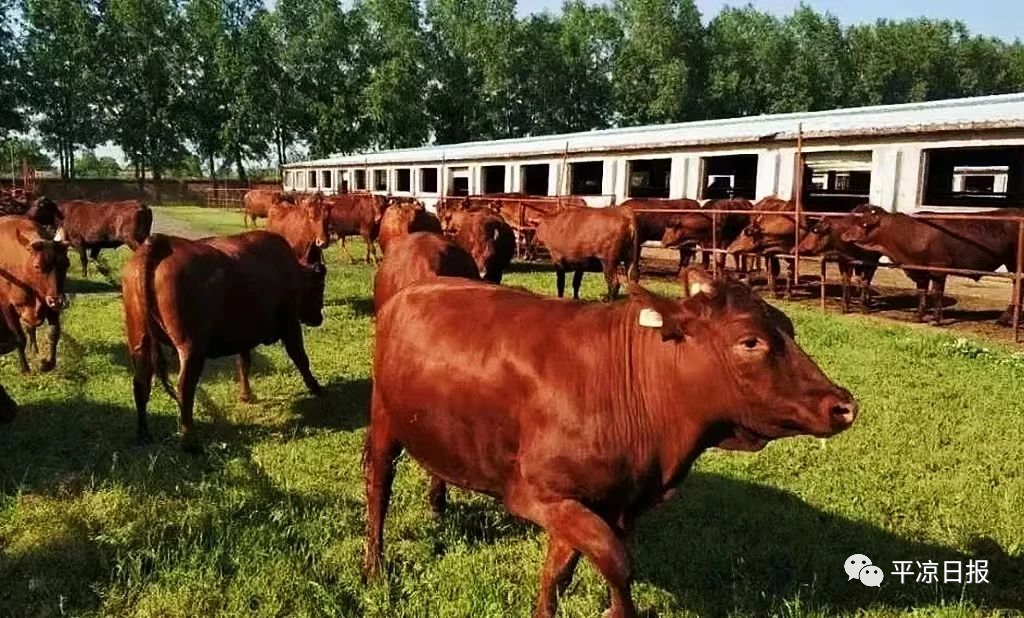 一场顶级足球赛带火一座城 数亿网民点赞平凉泾川