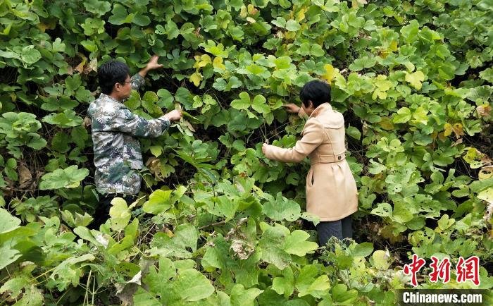 图为涉县农业农村局农业野生植物资源普查小组工作人员在查看野葛长势。　王海飞 摄