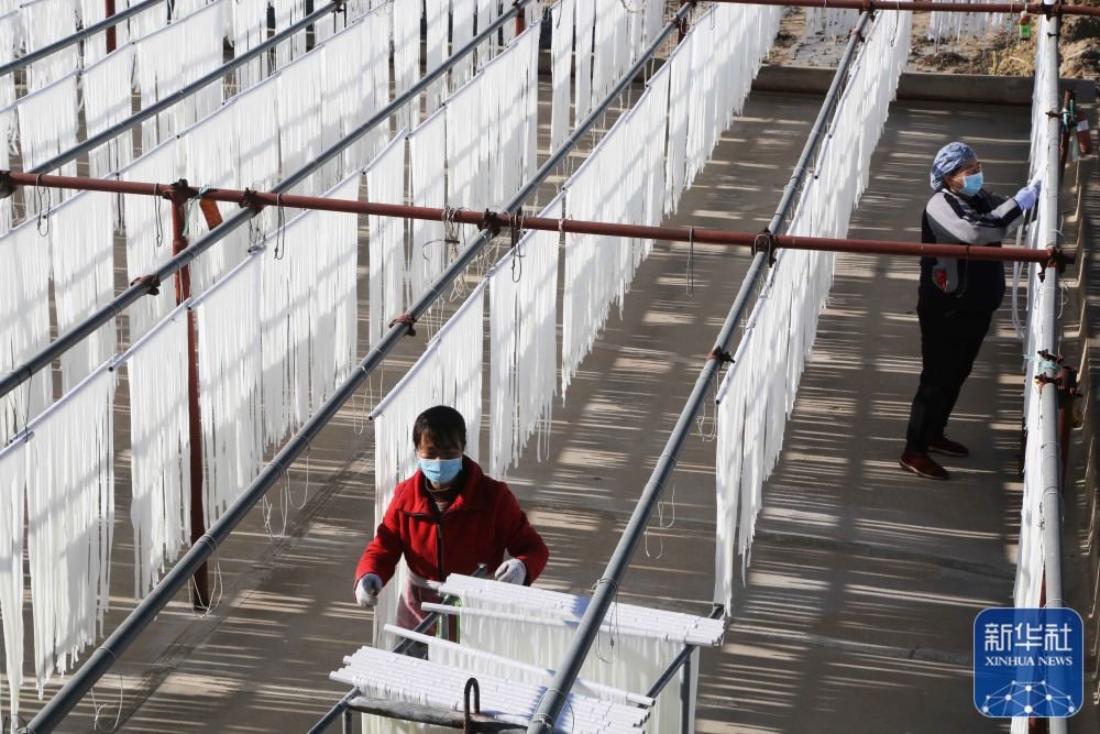 ↑11月24日，甘肃省定西市安定区凤翔镇一家粉条加工厂的工人在晾晒粉条。