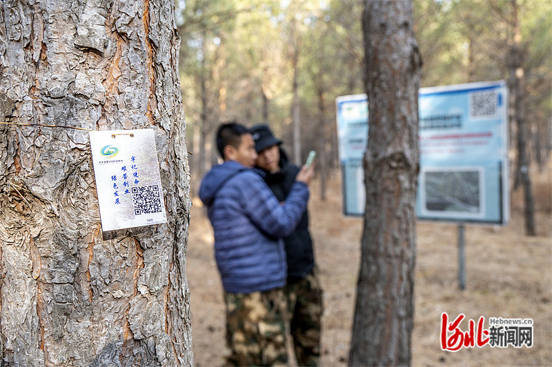 塞罕坝:为每棵树建档案凤凰网河北_凤凰网