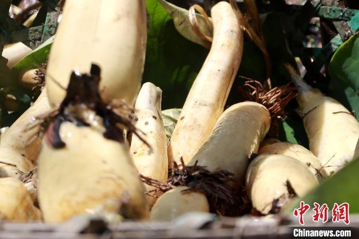 资料图:一节节莲藕在阳光的照射下格外透亮,长而饱满、质细白嫩、藕丝绵长。 斯琴高娃 摄