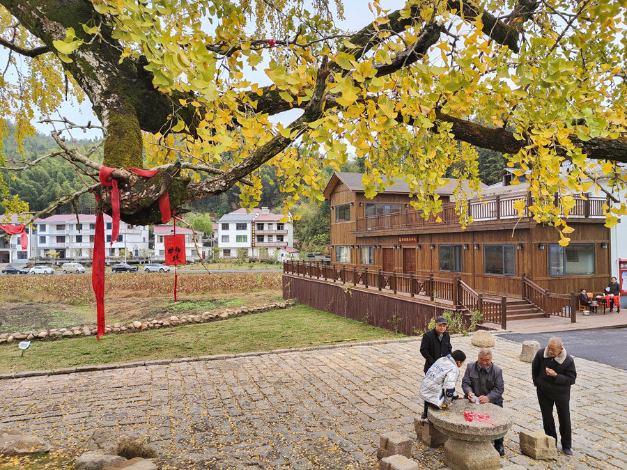 最佳观赏期！南昌千年银杏树披“金装”