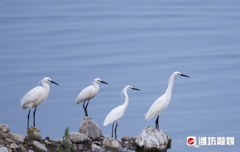 临朐弥河国家湿地公园。窦世群 摄