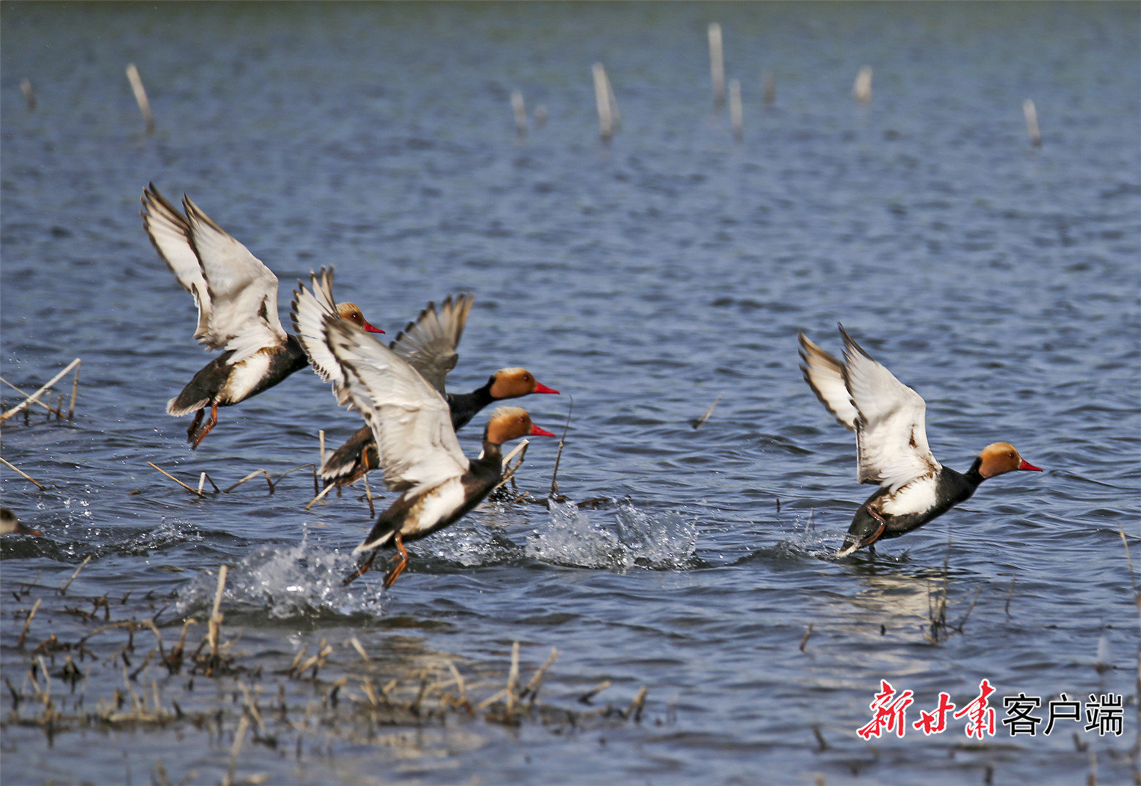 肃州区湿地公园里的候鸟