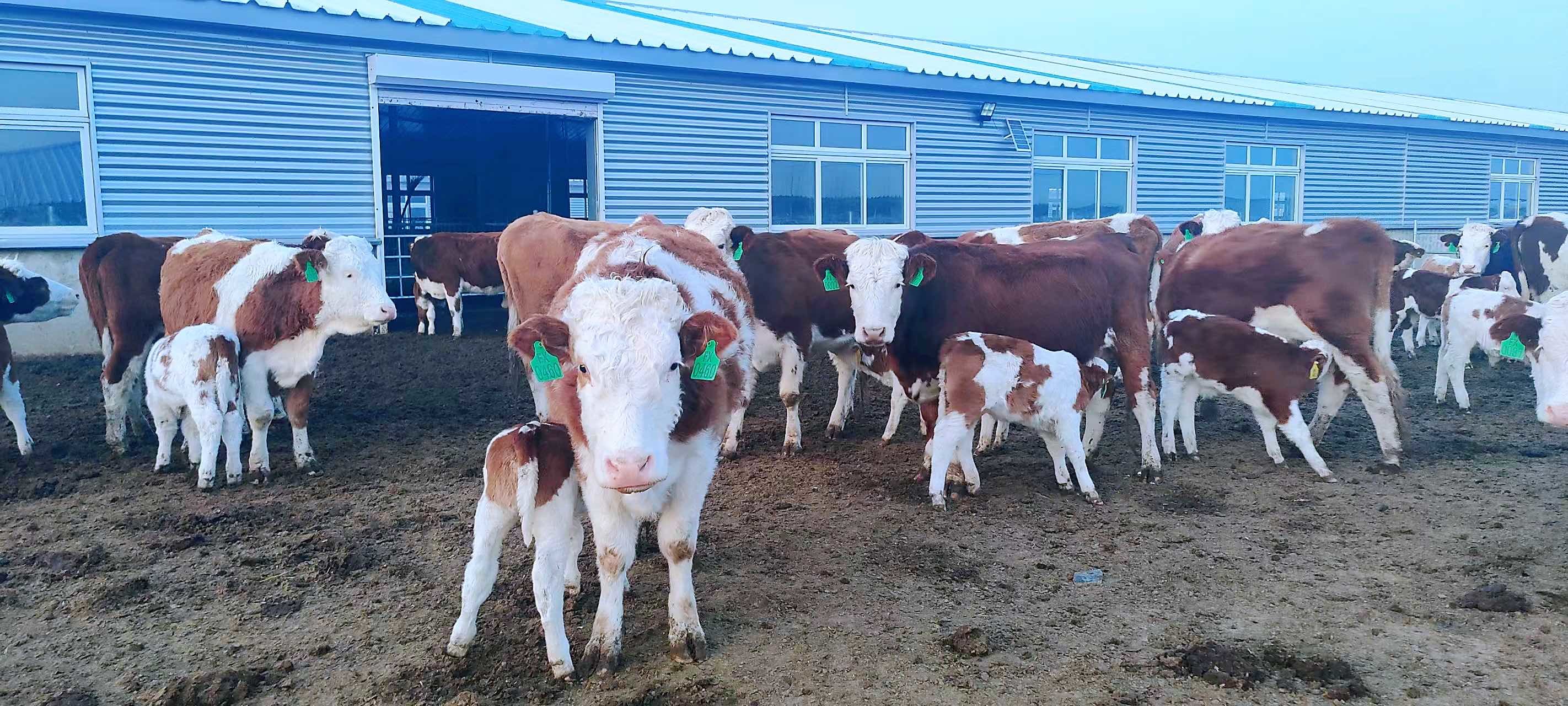 通榆县肉牛发展到30.2万头凤凰网吉林_凤凰网