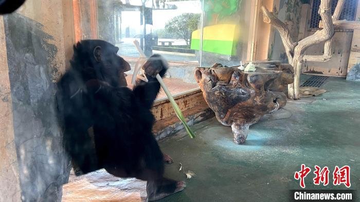 19日,在济南野生动物世界内,黑猩猩“巧克力”拿起饲养员为它准备的大葱,大口大口地吃起来。 孙婷婷 摄