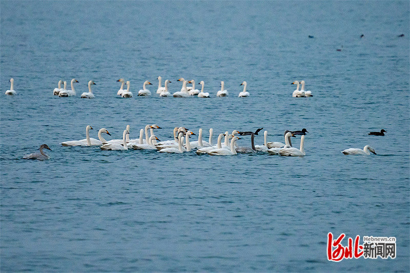 图为在湖中嬉戏的白天鹅。刘继东摄