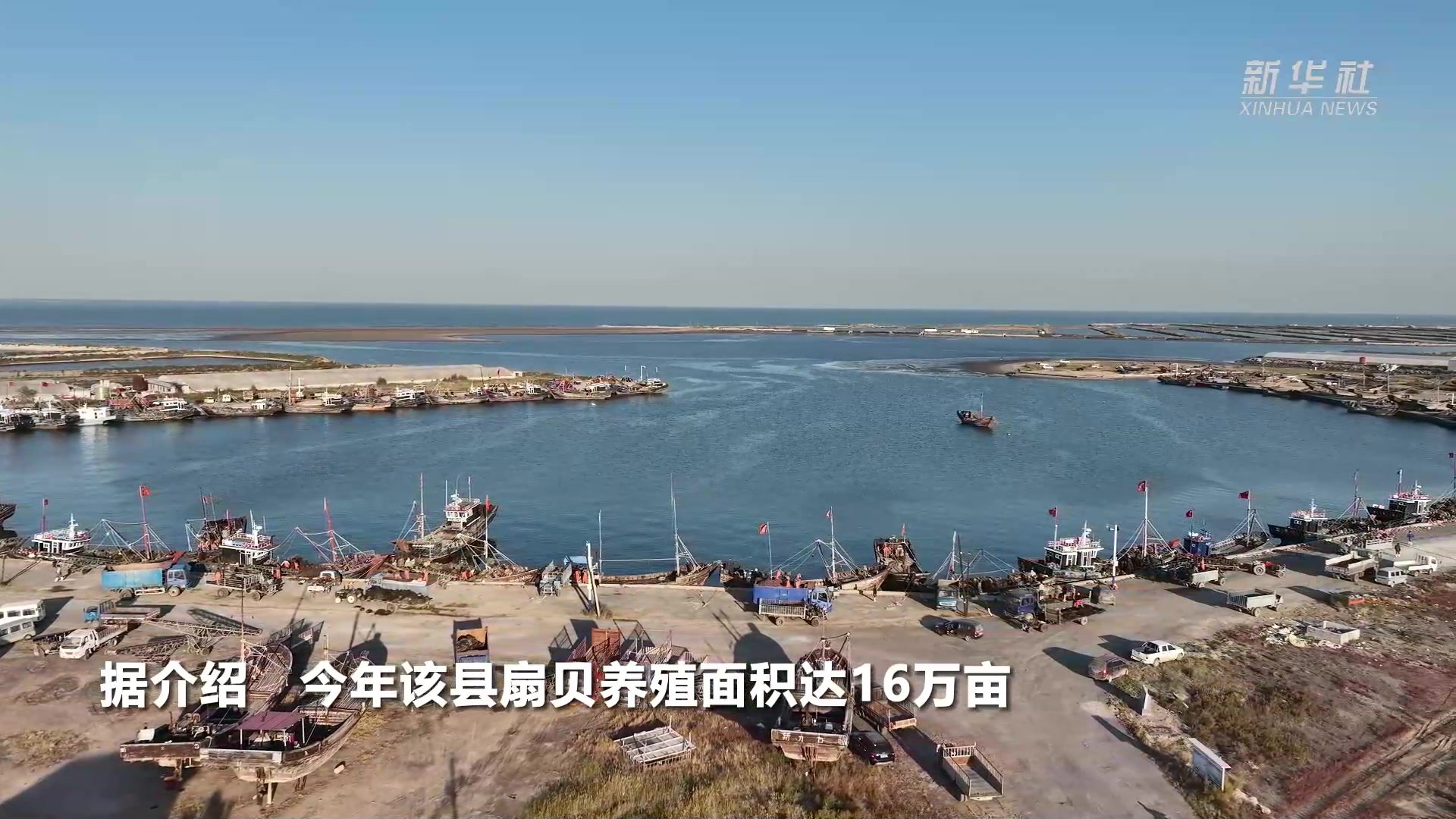 河北昌黎：扇贝养殖助农增收