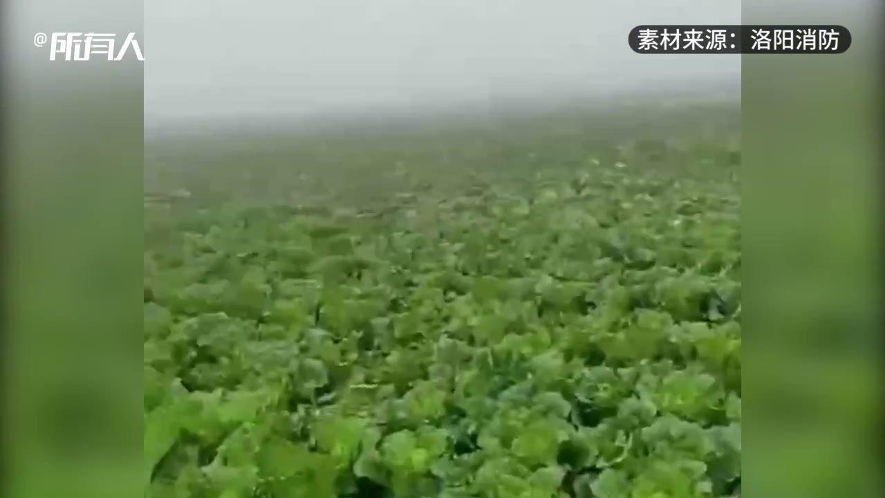 菜农蔬菜滞销，洛阳偃师消防助农抢收帮销近万斤