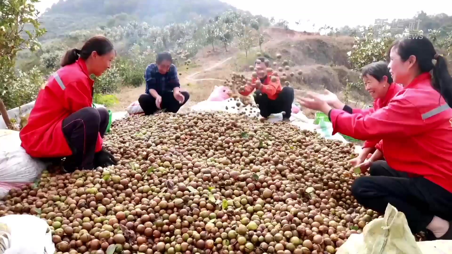 河南桐柏：油茶丰收季  茶农采收忙