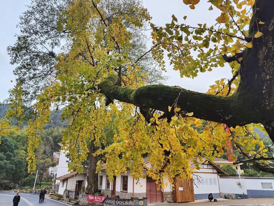 最佳观赏期！南昌千年银杏树披“金装”