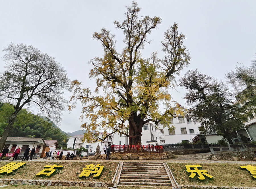 最佳观赏期！南昌千年银杏树披“金装”