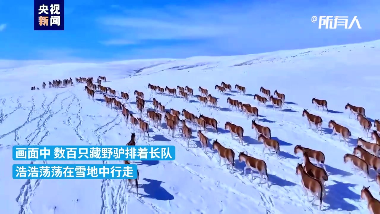 青海果洛：成群藏野驴漫步冬日雪原
