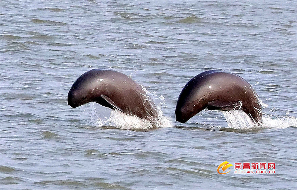 赣江流域扬子洲段的江豚