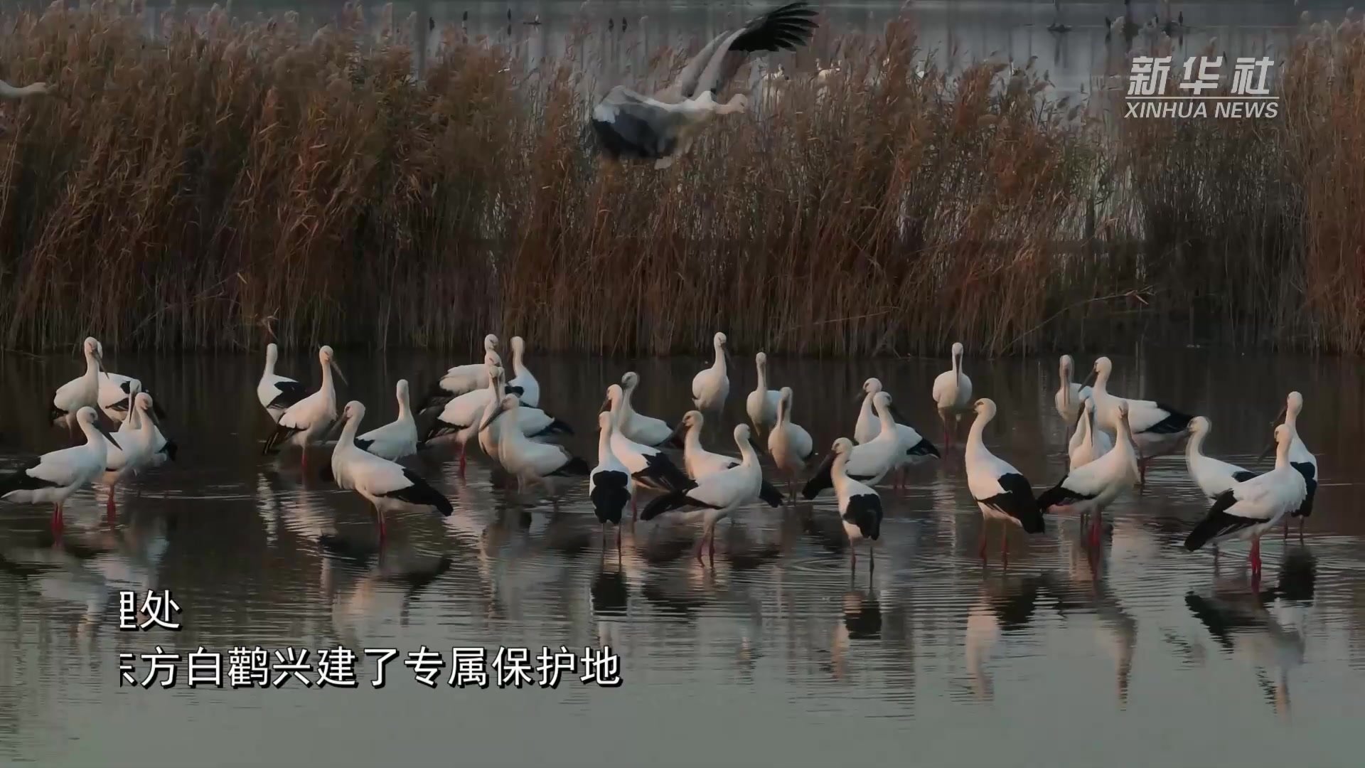 东方白鹳翔集河北唐山曹妃甸湿地