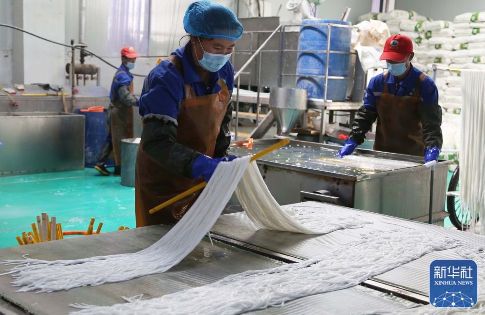 ↑11月24日，甘肃省定西市安定区内官营镇一家粉条加工厂的工人在漂洗马铃薯粉条。