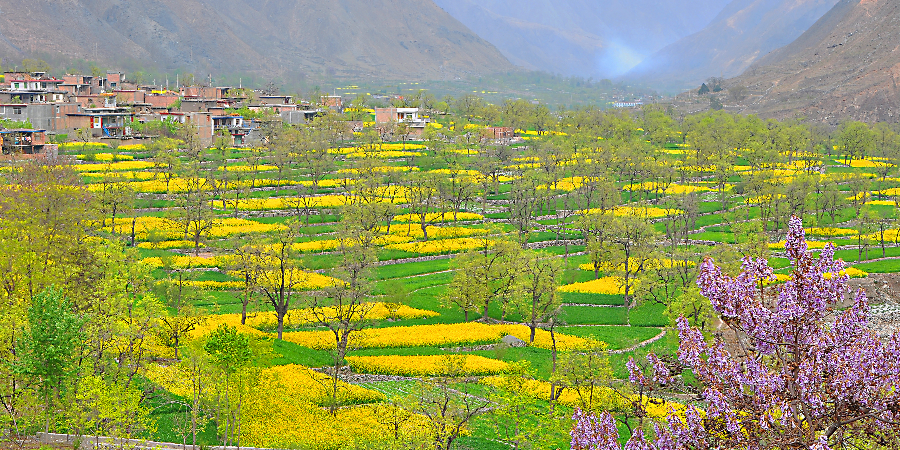 藏乡江南——舟曲杨治家