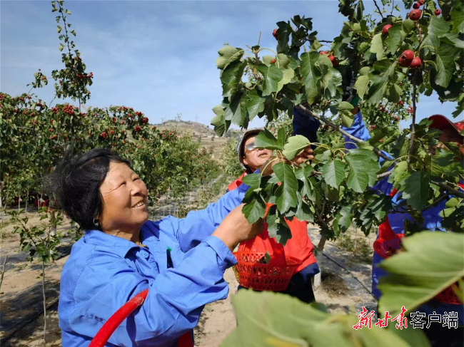 通渭县常家河镇山楂小镇的山楂红了 定西市融媒体中心供图