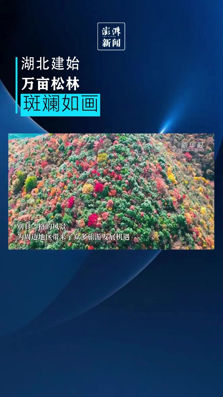 湖北建始：万亩松林斑斓如画