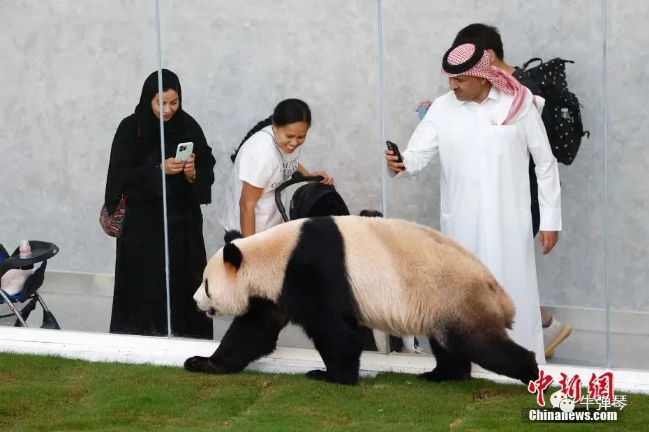世界杯开幕第一天，中国在卡塔尔干了一件大事