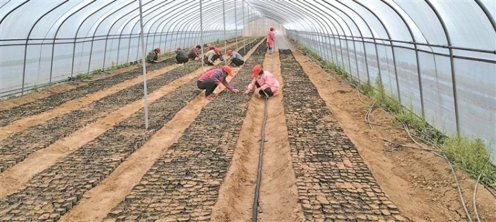 图为工作人员正在育苗基地进行点种覆土。