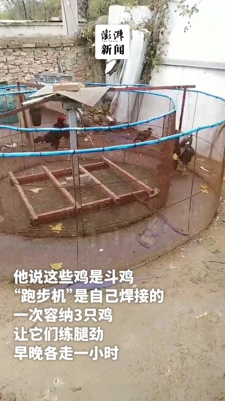 男子用铁笼和木板给斗鸡做“跑步机”：为了锻炼它们