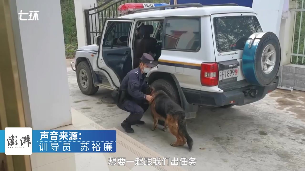 云南一退役缉毒犬三次离家出走：曾戍边7年，身体每况愈下