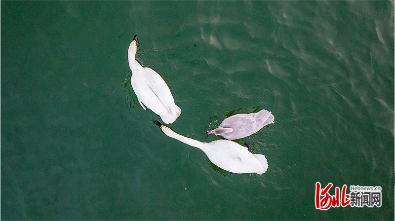图为在湖中嬉戏的白天鹅。刘继东摄