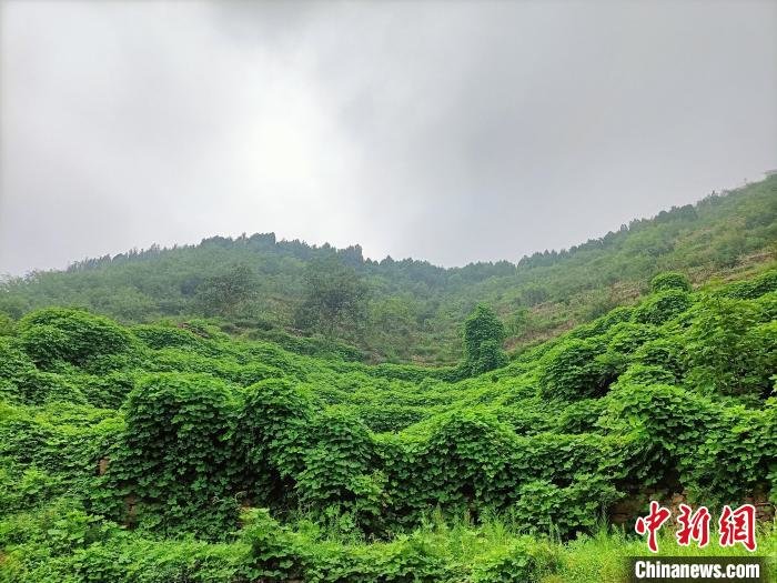 图为涉县境内发现的大面积野葛群落。　王海飞 摄