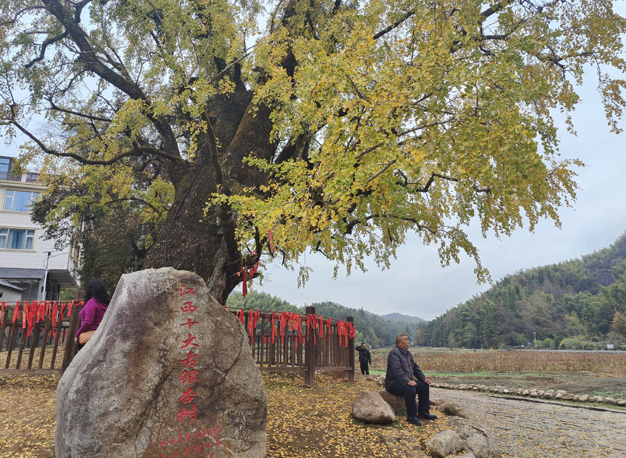 最佳观赏期！南昌千年银杏树披“金装”
