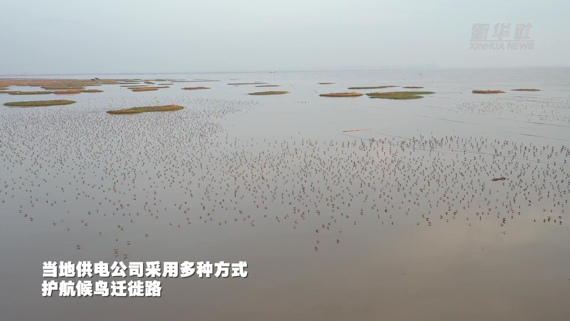 “驱鸟”变“护鸟”护航候鸟迁徙路