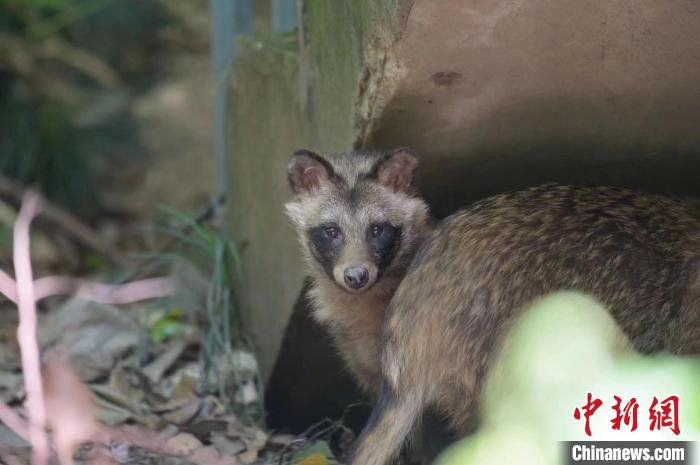有貉社区可在野保专业人员的指导下,在貉常出现的区域树立“不要投喂貉”“野生动物出没”等警示标牌。 郑运祥 摄