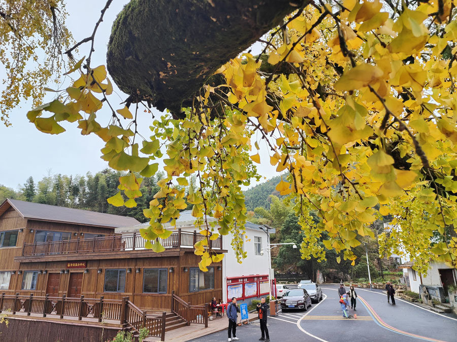 最佳观赏期！南昌千年银杏树披“金装”