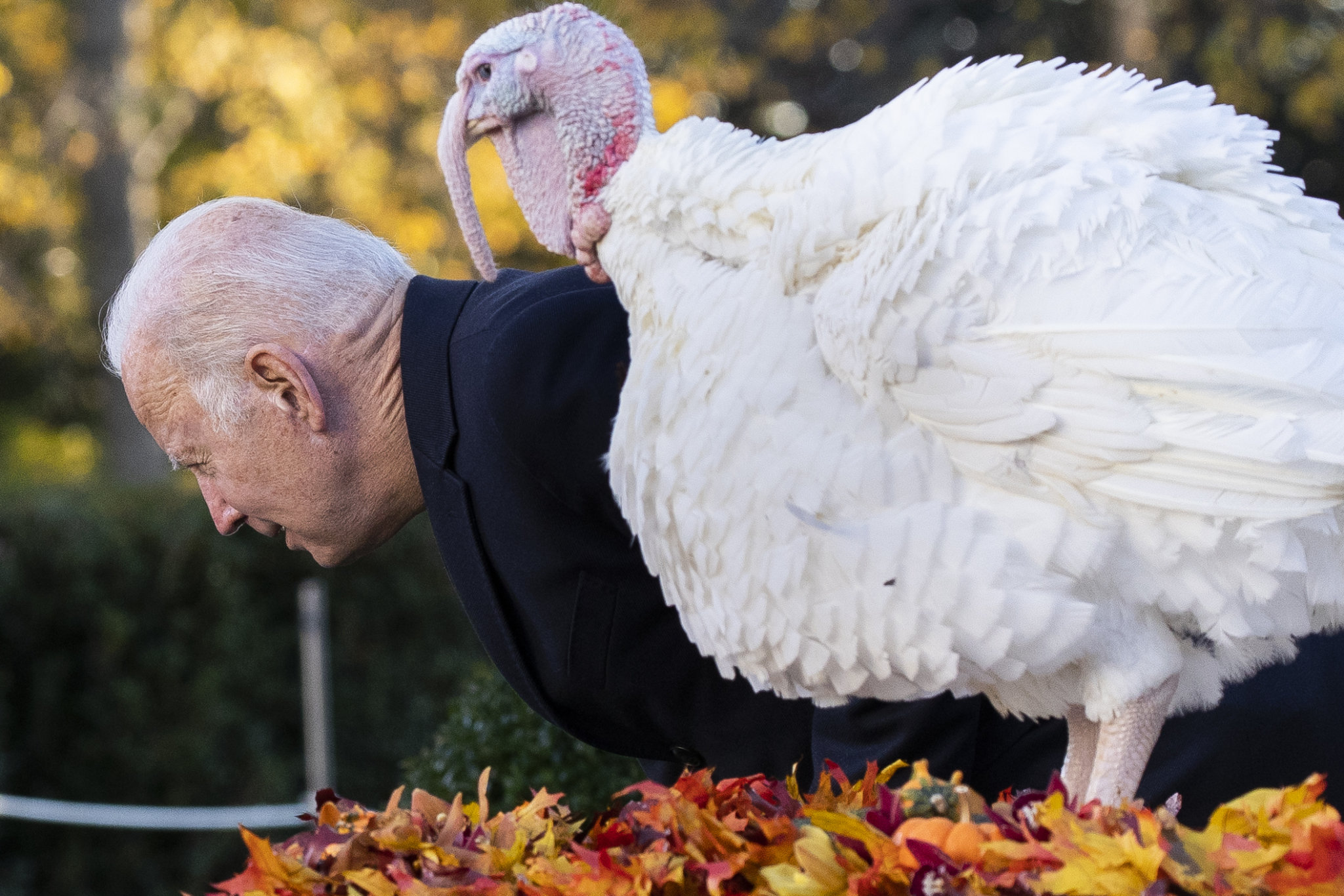 那些年被美国总统赦免的“幸运火鸡”_凤凰网