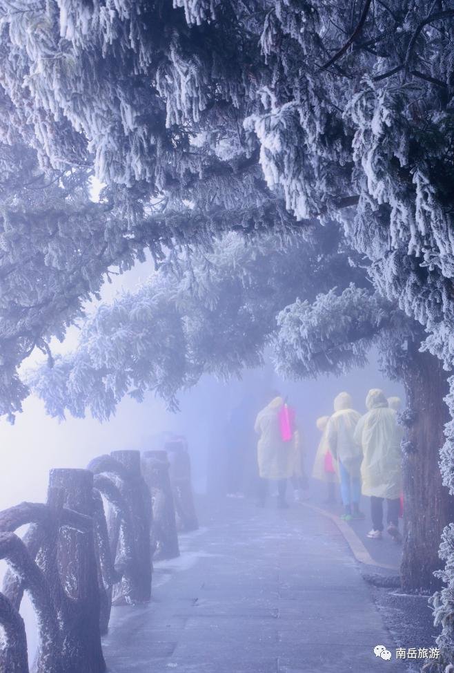 下雪了!南岳迎来今年第一场雾凇凤凰网湖南_凤凰网