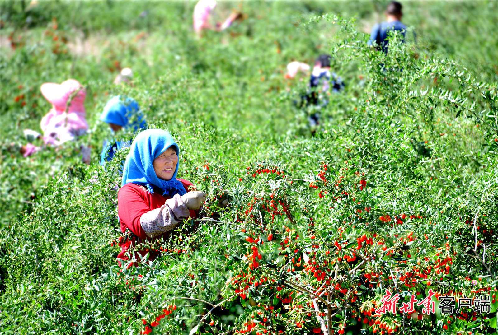 枸杞种植基地带动群众增收 武威市林草局提供