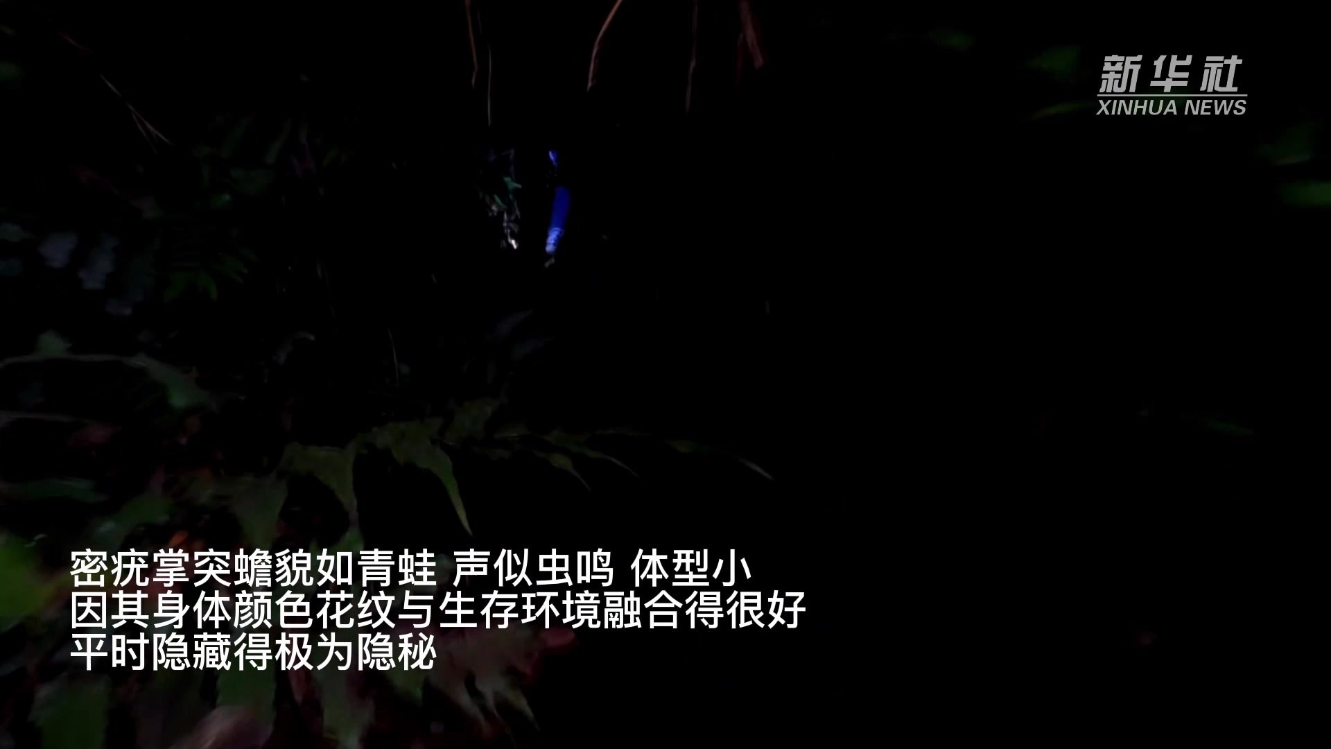 科研人员在广东发现新物种“密疣掌突蟾”