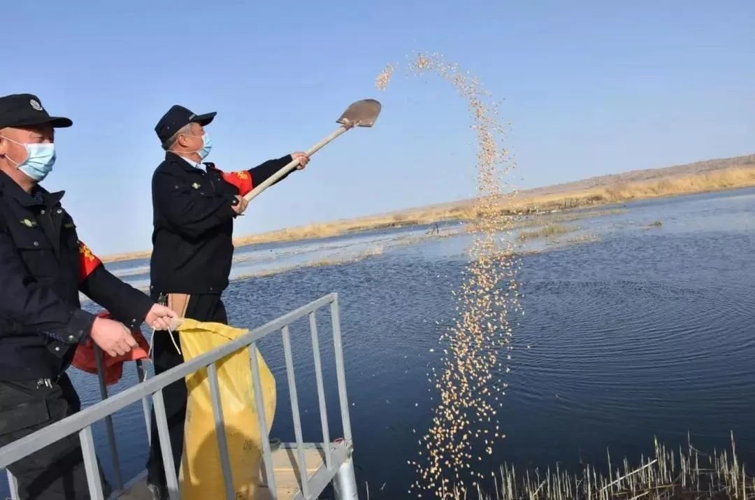 如何打好湿地生态保护组合拳?请看“瓜州样板”