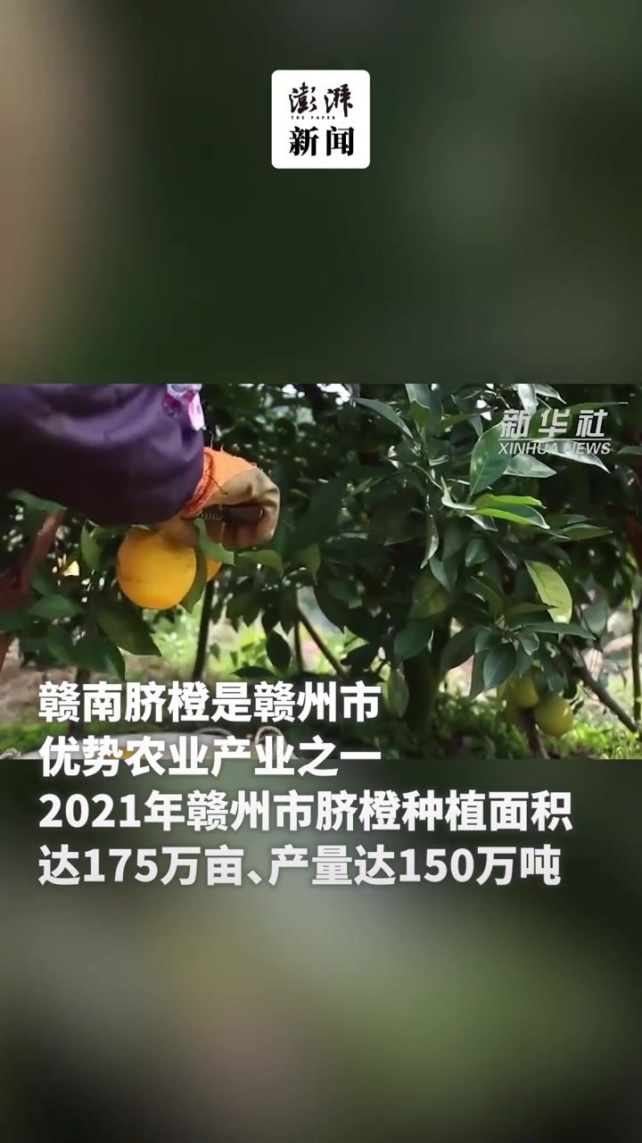 江西赣州：采摘脐橙迎丰收