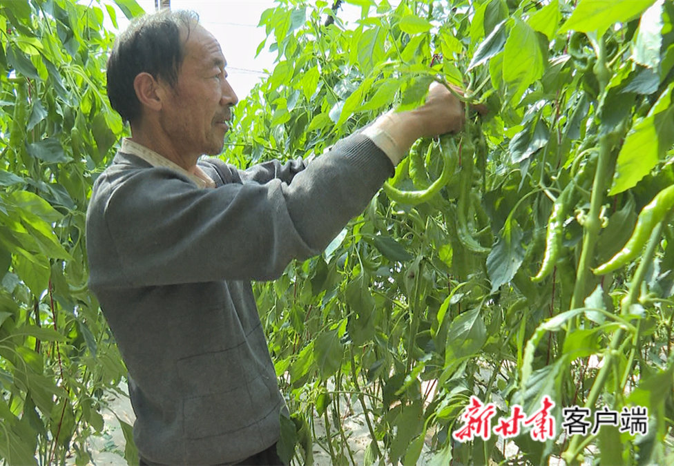 民乐县新天镇山寨村村民正忙着采摘辣椒