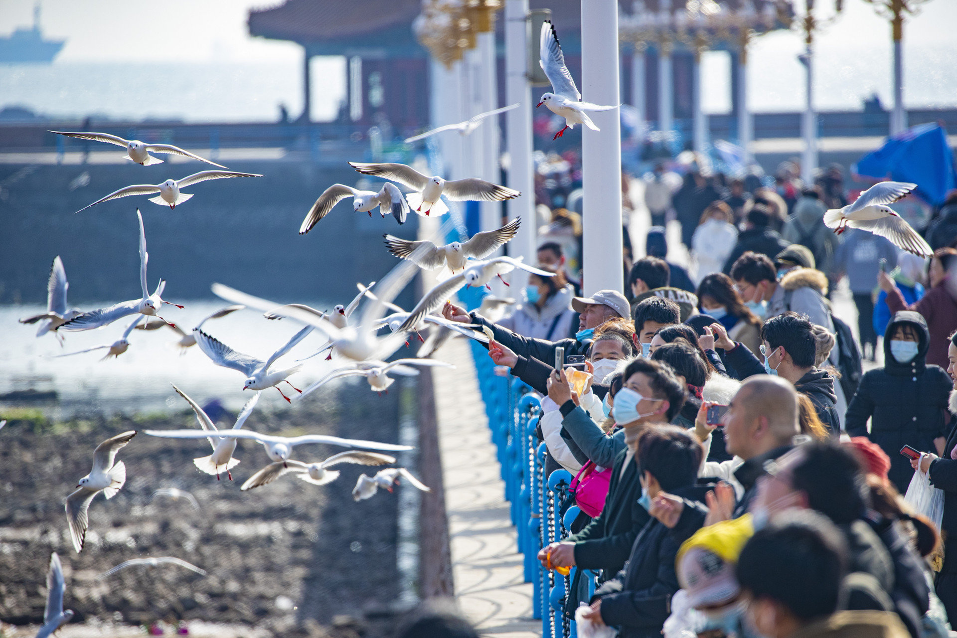 场面壮观 山东青岛“海鸥之乡”万鸟云集